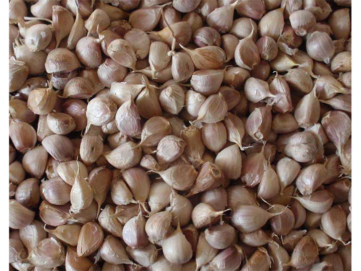 garlic cloves