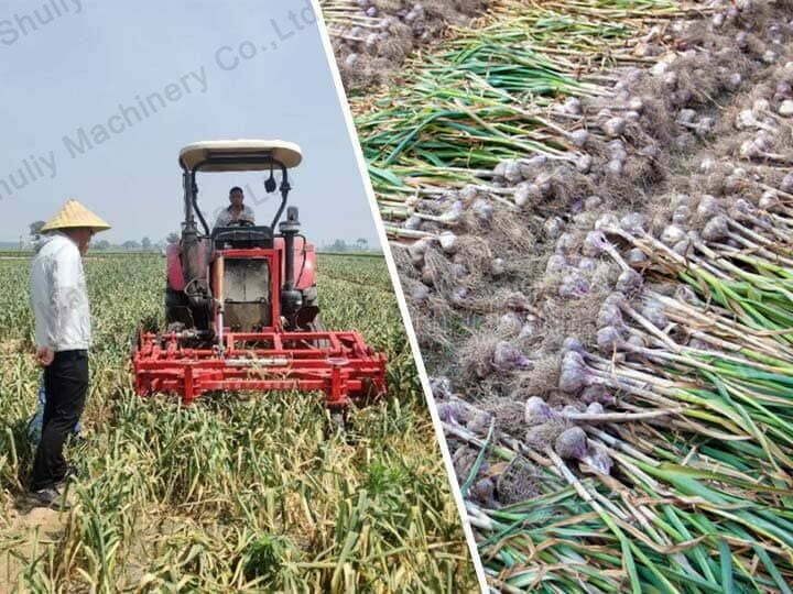 garlic harvester machine working scene