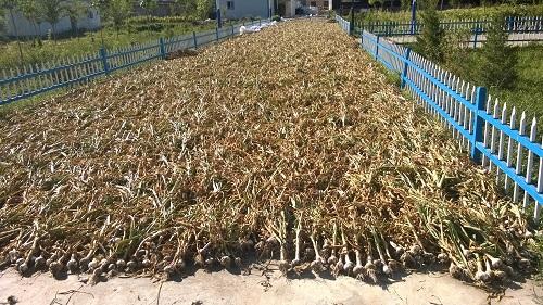 garlic harvester