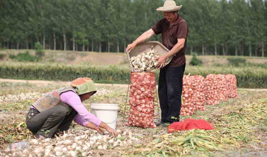  garlic harvester