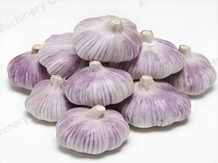 紫色大蒜