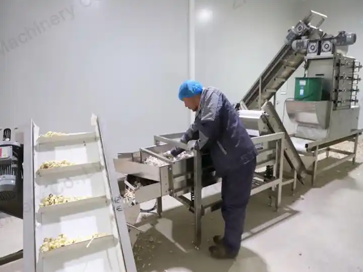 Garis pengupasan bawang putih