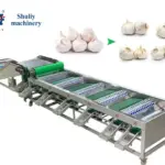 Garlic grading sorting machine