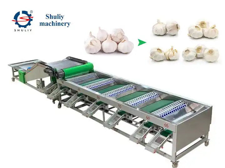 Sarımsak sınıflandırma sıralama makinesi