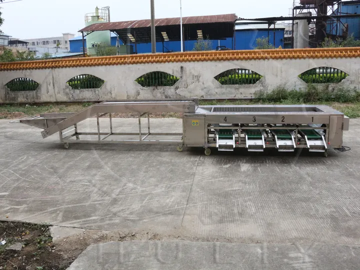 大蒜分级机 | 商用大蒜分拣设备 4 大蒜分级机出口商