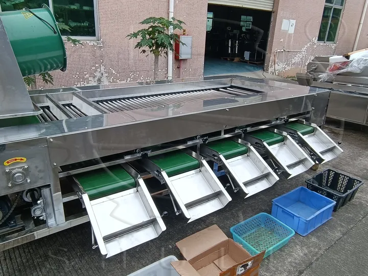 大蒜分级机 | 商用大蒜分拣设备 2 大蒜分级机