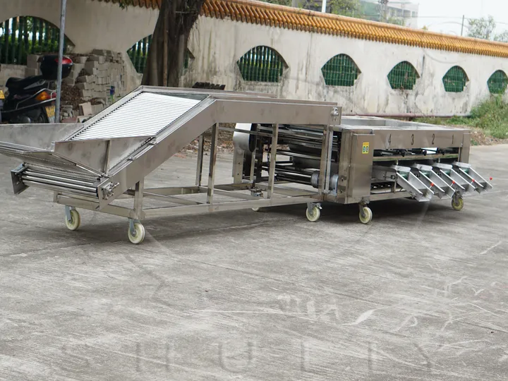 大蒜分级机 | 商用大蒜分拣设备 6 大蒜分拣机工厂