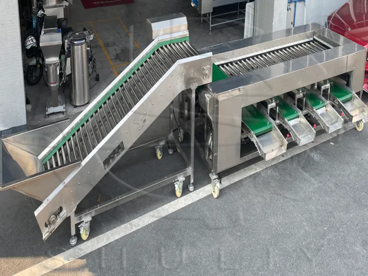 大蒜分级机 | 商用大蒜分拣设备 5 工业大蒜分级机出售
