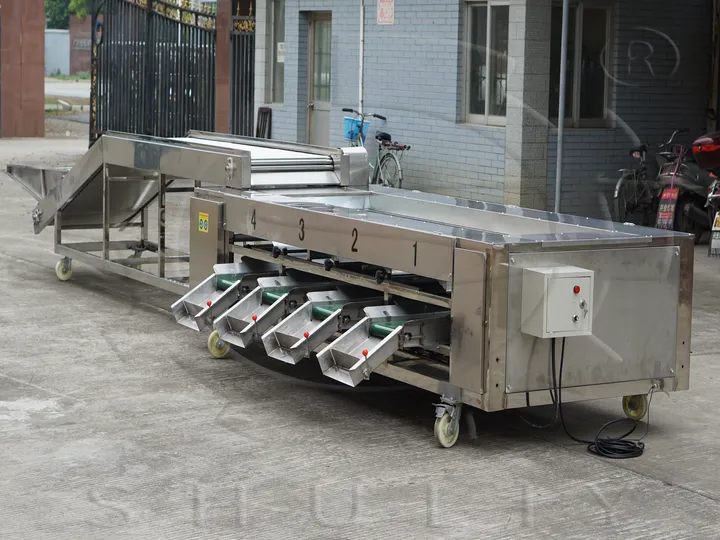 大蒜分级机 | 商用大蒜分拣设备 1 大蒜分级机